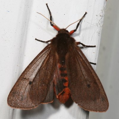 Hodges#8156 * Ruby Tiger Moth * Phragmatobia fuliginosa