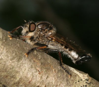 NT 056.JPG
