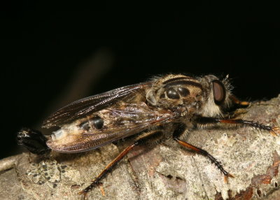 NT 058.JPG