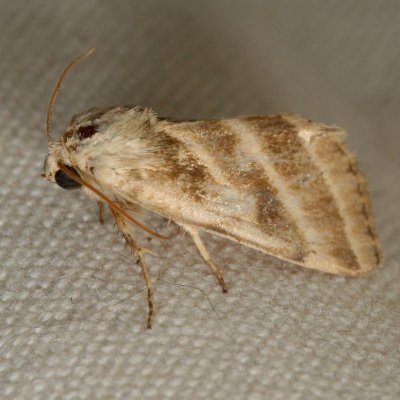 Hodges#11149 * Three-lined Flower Moth * Schinia trifascia