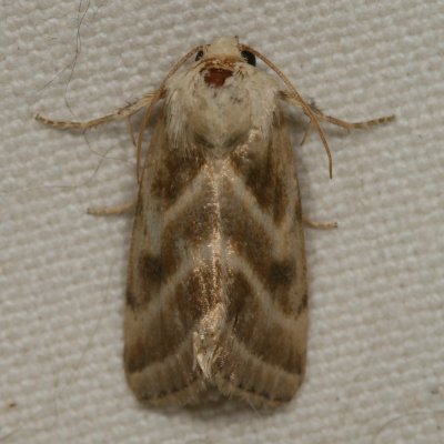 Hodges#11149 * Three-lined Flower Moth * Schinia trifascia