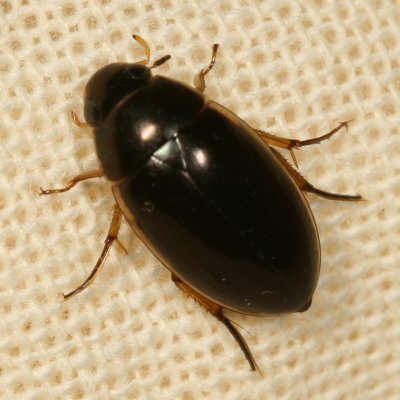 Hydrophilidae : Water Scavenger Beetles