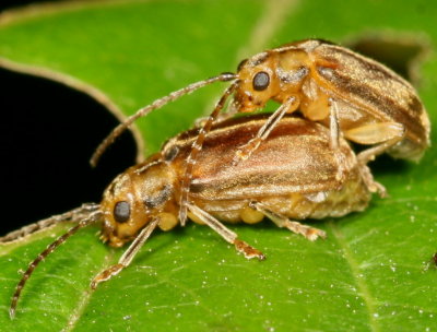 Pyrrhalta viburni * Viburnum Leaf Beetle