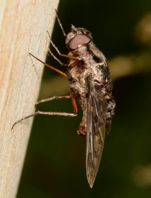 Xenox tigrinus * Tiger Bee Fly