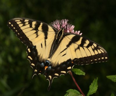 Eastern Tiger Swallowtail