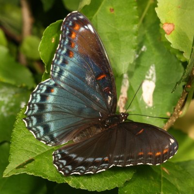 Red - Spotted Purple