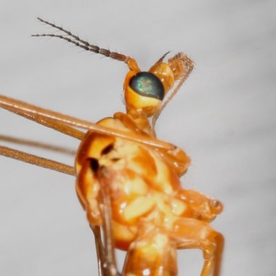 Nephrotoma (b) ♀