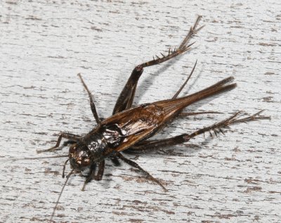 Striped Ground Cricket ♂  * Allonemobius fasciatus