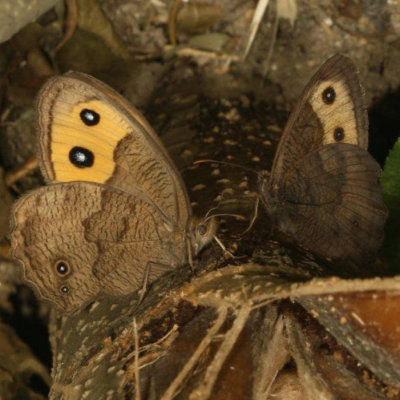 Common Wood-Nymph