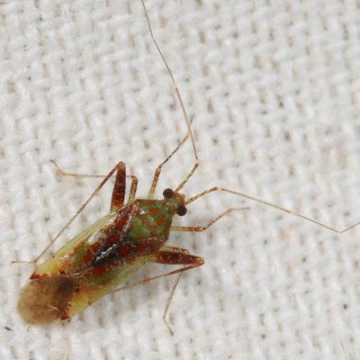 Phytocoris tibialis