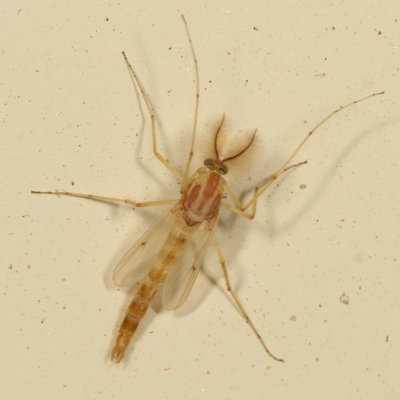 Tribe Chironomini
