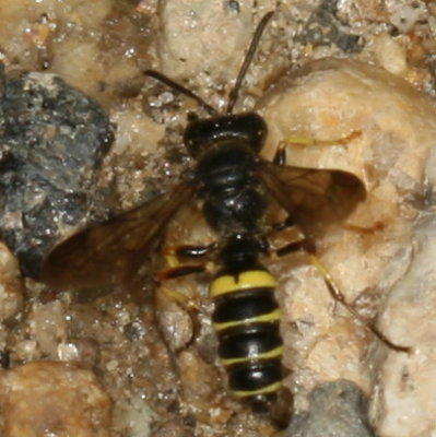 Genus Cerceris