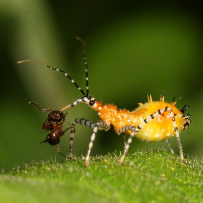 Assassin Bug nymph