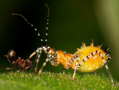 Assassin Bug nymph