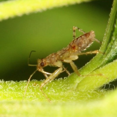 Damsel Bug nymph