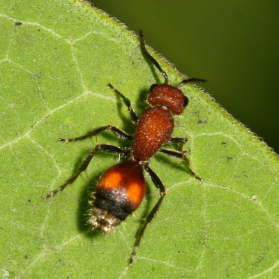 Dasymutilla gibbosa ♀