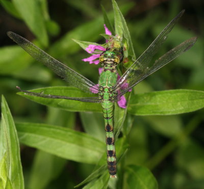 Common Pondhawk ♀