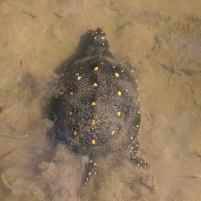 Spotted Turtle
