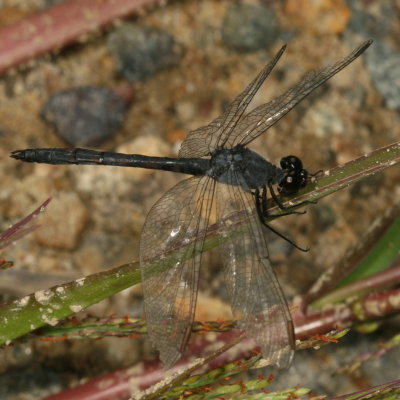 Seaside Dragonlet ♂