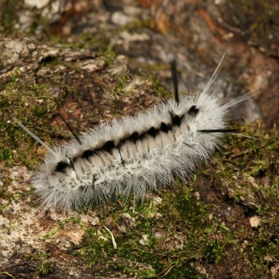 Hickory Tussock Moth