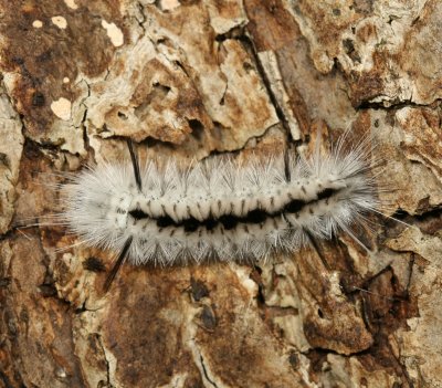 Hickory Tussock Moth