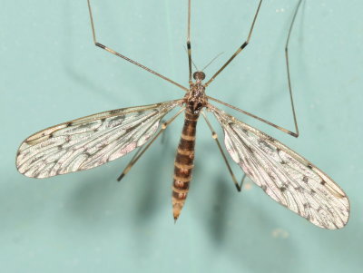 Limonia parietina ♀