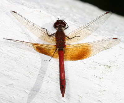 Band-winged Meadowhawk ♂