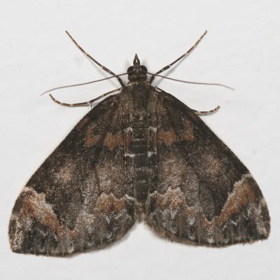 Hodges#7182 * Dysstroma citrata