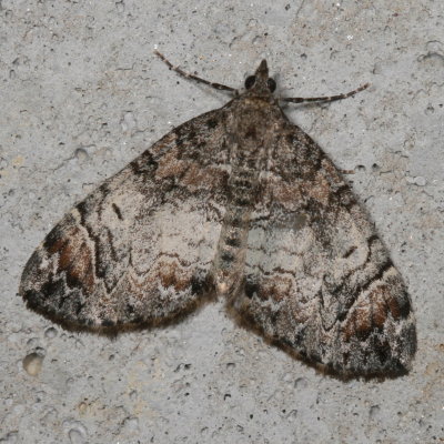 Hodges#7182 * Dysstroma citrata