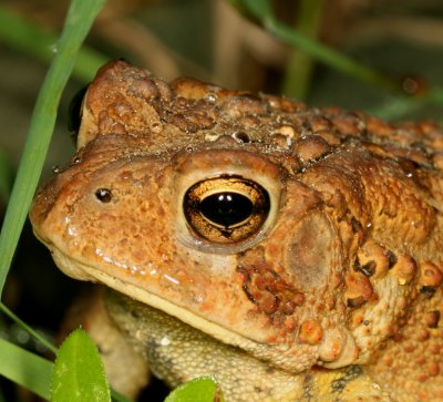 American Toad