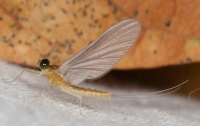 Nixe sp.