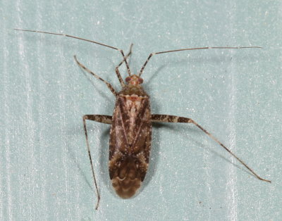 Genus Phytocoris