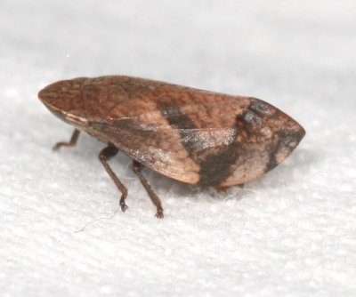 Lepyronia quadrangularis * Diamondback Spittlebug