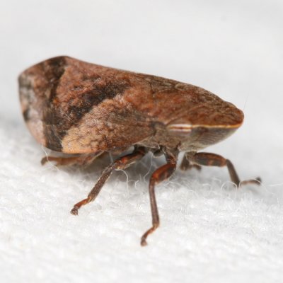 Lepyronia quadrangularis * Diamondback Spittlebug