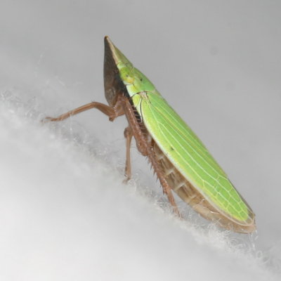 Draeculacephala constricta