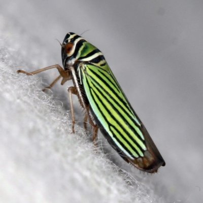 Cicadellidae : Leafhoppers