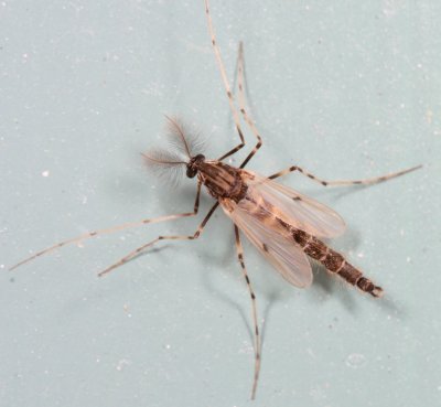 Genus Stictochironomus ♂