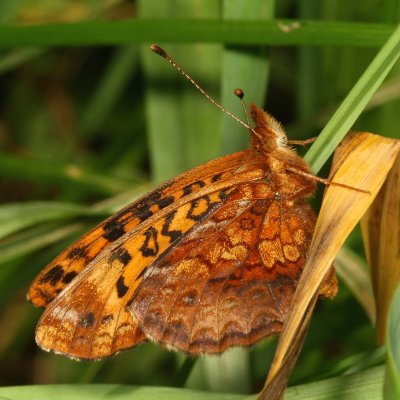 Meadow Fritillary