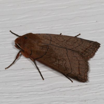 Hodges#9943 * Unsated Sallow Moth * Metaxaglaea inulta
