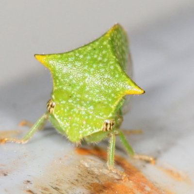 Stictocephala taurina