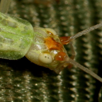 Snowy Tree Cricket