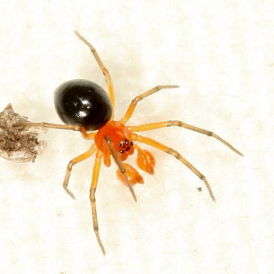 Subfamily Erigoninae: Dwarf Spiders