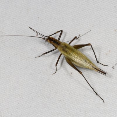 Black-horned Tree Cricket * Oecanthus nigricornis ♀