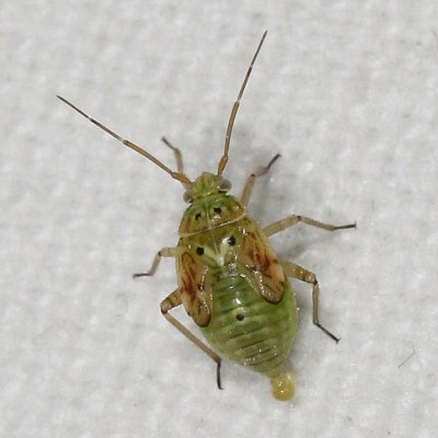 Fifth stage nymph