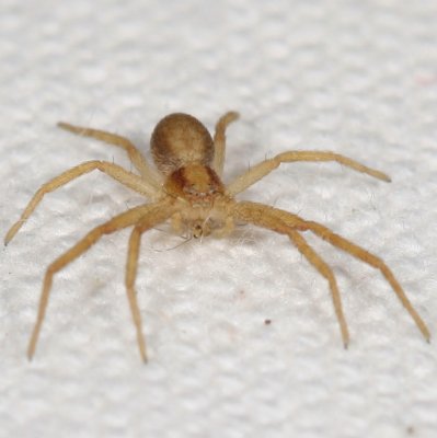 Genus Philodromus