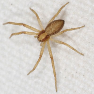 Genus Philodromus