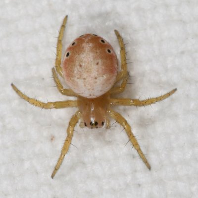 Sixspotted Orbweaver