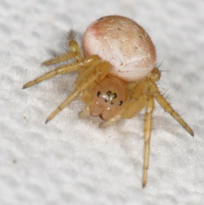 Sixspotted Orbweaver