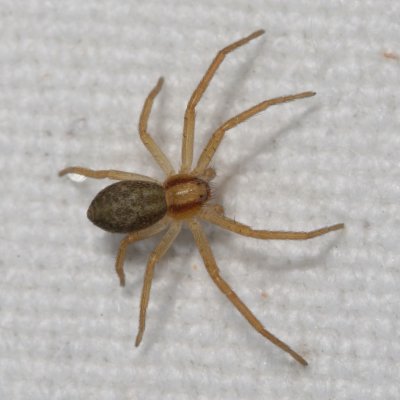 Genus Philodromus