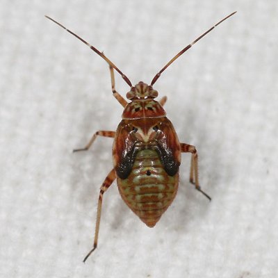 Fifth stage nymph